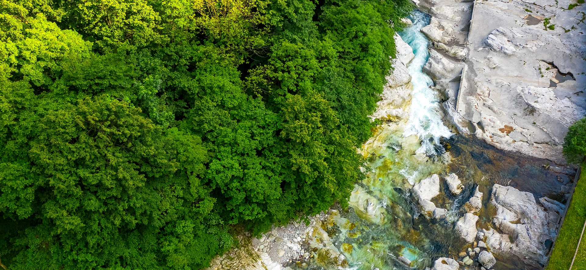 Dichter grüner Wald grenzt an einen klaren, fließenden Fluss mit Felsen.