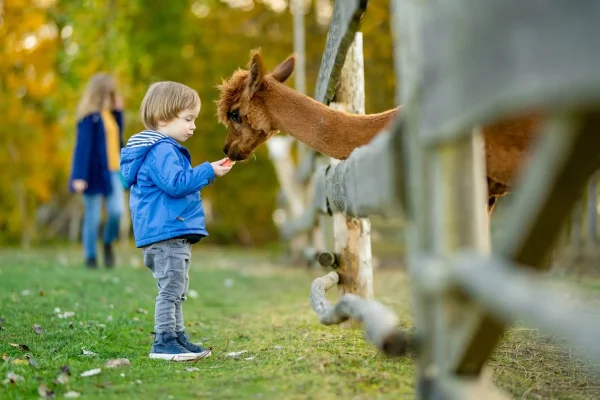 Un bambino in giacca blu dà da mangiare a un alpaca attraverso una staccionata.